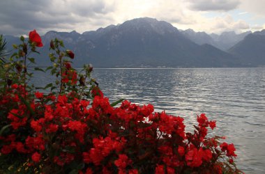 İsviçre 'nin Montreux kentindeki Geneva Gölü manzarası, dağlar ve büyük kırmızı amberçiçeği.