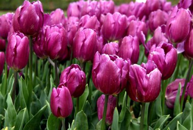 İstanbul, Türkiye 'de düzenlenen yıllık Lale Festivali sırasında Göztepe Parkı' nda parlak mor laleler kapanıyor