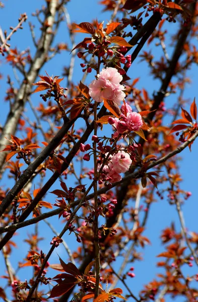 Υποκαταστήματα Από Λευκή Και Ροζ Κερασιά Sakura Πλήρη Άνθιση Φόντο — Φωτογραφία Αρχείου