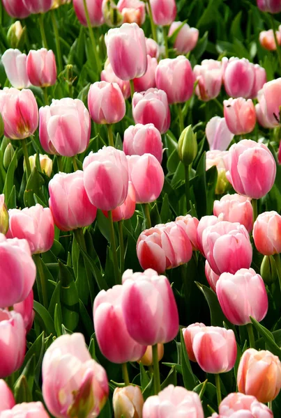 Bright Light Pink White Tulips Close Goztepe Park Annual Tulip — Stock Photo, Image