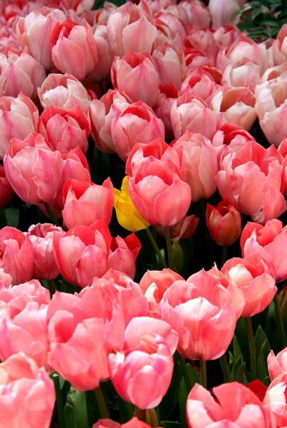 Grandes Tulipanes Rosados Brillantes Cerca Goztepe Park Durante Festival Anual —  Fotos de Stock