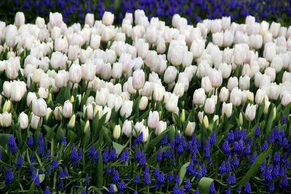 Prado Com Mil Tulipas Brancas Flores Azuis Primeiro Plano Parque — Fotografia de Stock