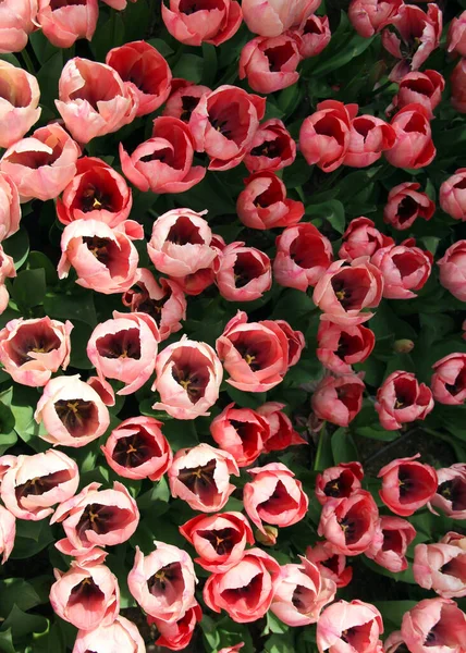 在土耳其伊斯坦布尔举行的郁金香节期间 从上图观看哥兹特佩公园明亮的粉色郁金香特写 — 图库照片