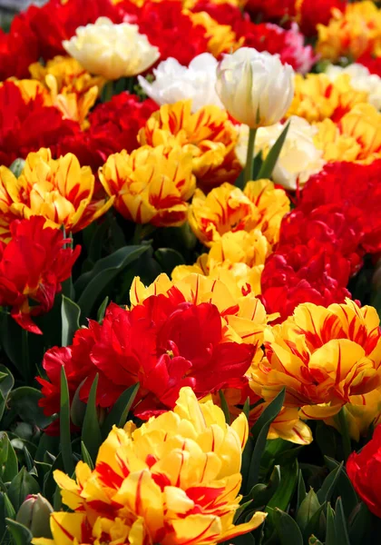 Bright yellow, red and white tulips in Goztepe Park during the annual Tulip Festival in Istanbul, Turkey