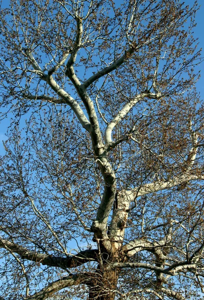 Piękne Błękitne Niebo Gałęzie Drzew Ich Tle Wczesną Wiosną — Zdjęcie stockowe