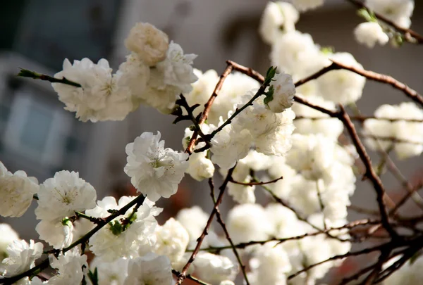 Гілки Білого Вишневого Дерева Сакура Повному Розквіті Крупним Планом — стокове фото