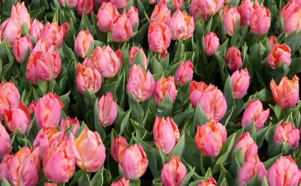 Campo Tulipani Rosa Brillante Vicino Goztepe Park Durante Annuale Tulip — Foto Stock