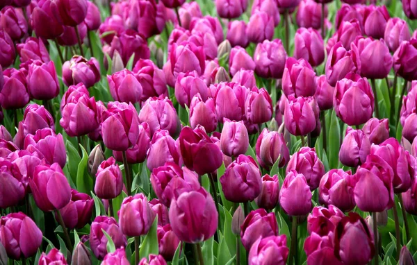 Поле Ярко Фиолетовых Тюльпанов Закрывается Парке Гозтепе Время Ежегодного Фестиваля — стоковое фото