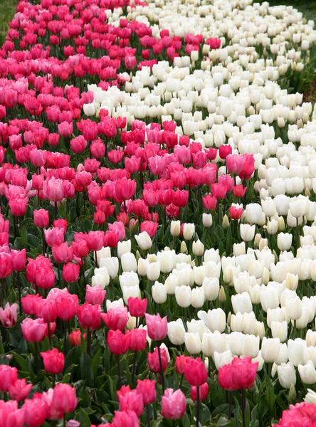 Tisíce Jasně Růžových Bílých Tulipánů Plném Květu Zasazených Podobě Vlny — Stock fotografie