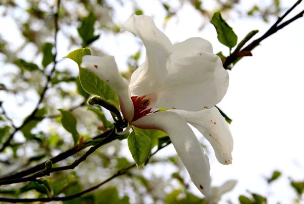 Magnolia Branca Bonita Close Goztepe Park Istambul Turquia — Fotografia de Stock
