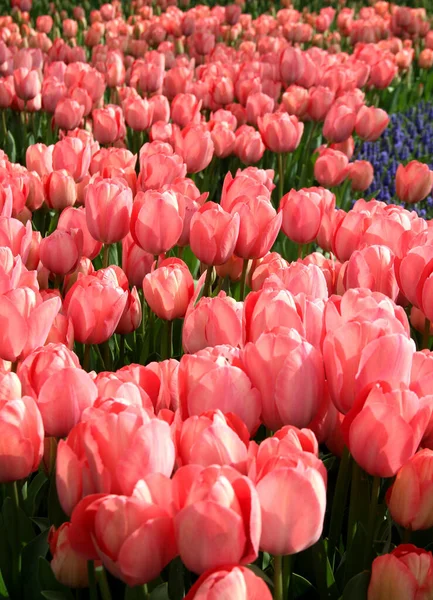 Vista Tulipanes Color Rojo Brillante Rosa Goztepe Park Durante Festival —  Fotos de Stock