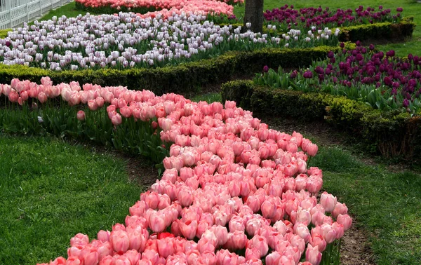 Césped Con Grandes Tulipanes Rosados Primer Plano Plantado Arco Goztepe —  Fotos de Stock