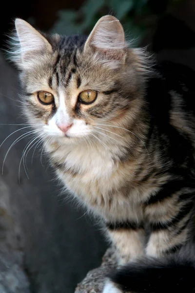 3色の若いふわふわの猫のクローズアップ写真が通りを見つめています — ストック写真