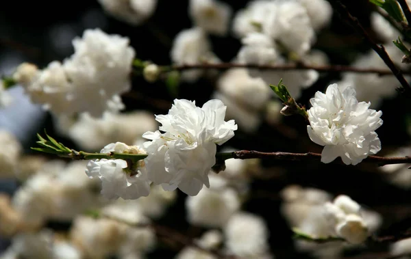 Ramos Cerejeira Branca Sakura Plena Floração Close Parque Contra Fundo — Fotografia de Stock