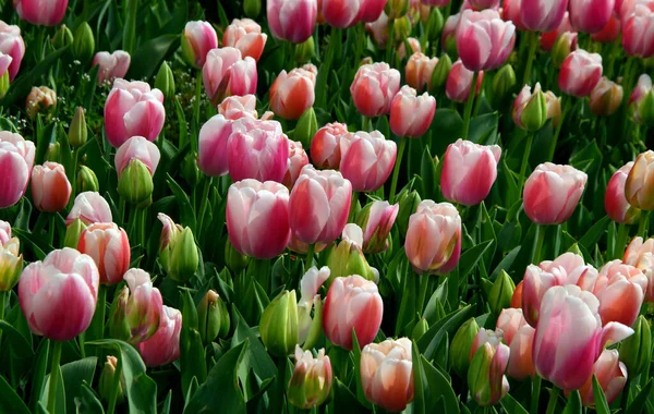 Luminosi Tulipani Rosa Chiaro Bianco Primo Piano Goztepe Park Durante — Foto Stock