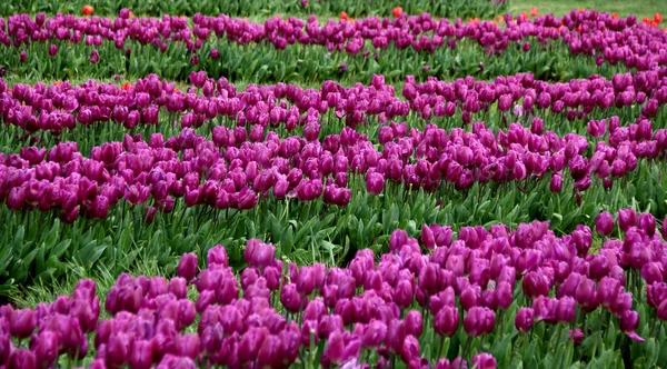 Geleneksel Stanbul Lale Festivali Sırasında Goztepe Parkı Nda Çiçek Açmış — Stok fotoğraf