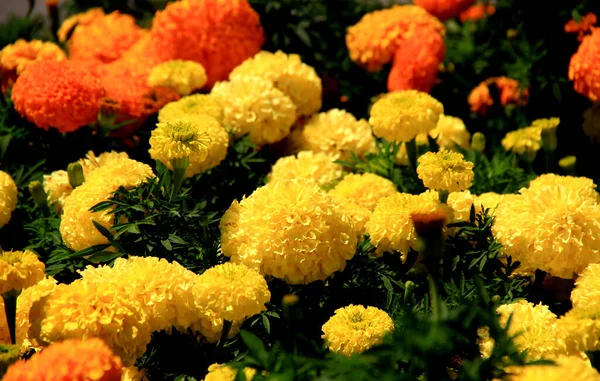Close Photo Large Yellow Orange Marigolds — Stock Photo, Image