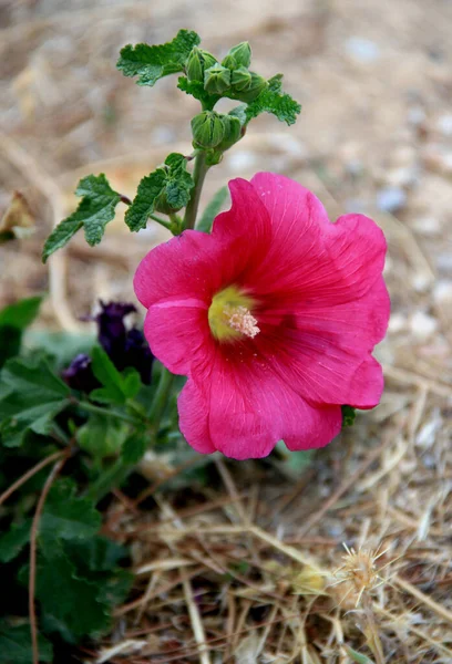 Μεγάλο Ροζ Λουλούδι Κοντά Θολή Φόντο — Φωτογραφία Αρχείου