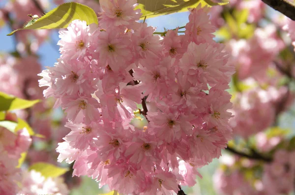 Υποκαταστήματα Ανοιχτού Ροζ Κερασιάς Sakura Πλήρη Άνθιση Κοντά Στο Πάρκο — Φωτογραφία Αρχείου