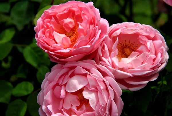 Foto Cerca Rosas Rosadas Brillantes Plena Floración Iluminadas Por Luz — Foto de Stock