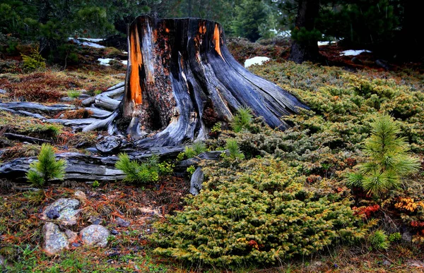 Landschaft Mit Holzstumpf Auf Einer Wiese Mit Schneeresten Einem Wald — Stockfoto