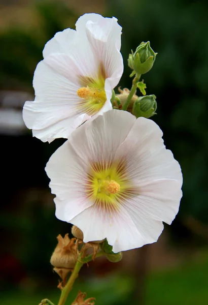 Dois Grande Flor Hibisco Branco Close Fundo Borrado — Fotografia de Stock