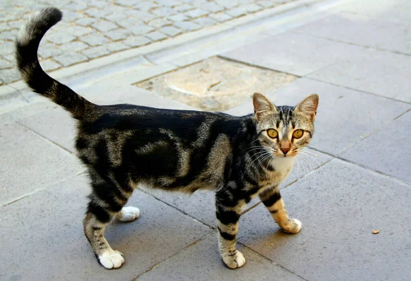 Young Tabby Cat Walks Grass Looks Directly Camera Lens — Stock Photo, Image