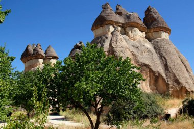 Türkiye 'nin başkenti Kapadokya' nın Cavusin kenti yakınlarındaki Pasabag Vadisi 'nde önplanda yeşil ağaçlı mantar şekilli dağlarla (aynı zamanda Peri Bacaları olarak da bilinir) manzara