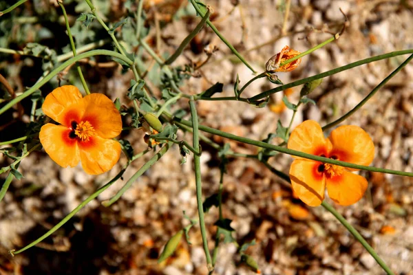Фотографія Оранжевих Квітів Розмитому Фоні Долині Любові Поблизу Горема Каппадокії — стокове фото