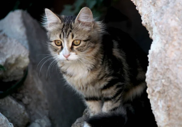 stock image Close-up photo of the three colored young fluffy cat staring on the street from the stone arch