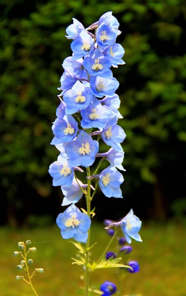 Γκρο Πλαν Φωτογραφία Μικρών Μπλε Λουλουδιών Κίτρινα Κέντρα Ένα Θολό — Φωτογραφία Αρχείου