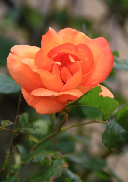 Close Zdjęcie Dużej Czerwonej Róży Kroplami Deszczu Rozmytym Zielonym Tle — Zdjęcie stockowe