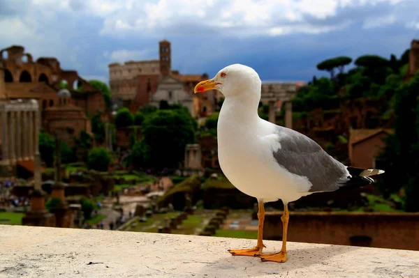 与一只白色海鸥在展望在意大利首都罗马的竞技场和罗马论坛的前景的照片 — 图库照片