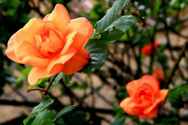 Foto Cerca Una Gran Rosa Naranja Con Gotas Lluvia Sobre —  Fotos de Stock
