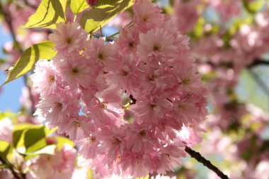 Açık pembe kiraz ağacının dalları (sakura) parkın arka planında bulanık bir zemine yakın çekim yapan güneş ışığıyla aydınlatılır.