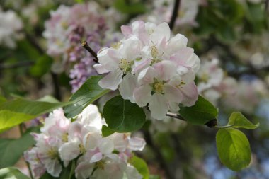 Beyaz ve pembe çiçekli elma ağacının çiçek açan dalı, leylak çiçeklerinin bulanık arka planına yakın plan.