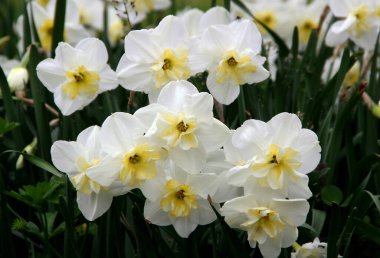 Türkiye 'nin İstanbul kentindeki Emirgan Parkı' nda çiçek açan beyaz nergisler