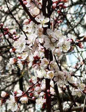 Kayısı ağacının yeşeren dalı bulanık arka planda yakın plan