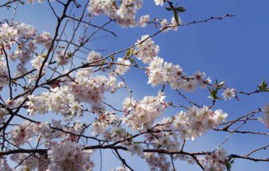 Açık pembe kiraz ağacı (sakura) dallarının manzara fotoğrafı. Mavi gökyüzüne karşı güneş ışığıyla aydınlatılmış.