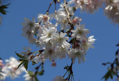 Açık pembe kiraz ağacı (sakura) olan beyaz bir dal. Mavi gökyüzüne karşı güneş ışığıyla aydınlatılmış.