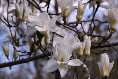 Geniş beyaz çiçekli bir manolya ağacının çiçek açan dalı bulanık bir arkaplanda.
