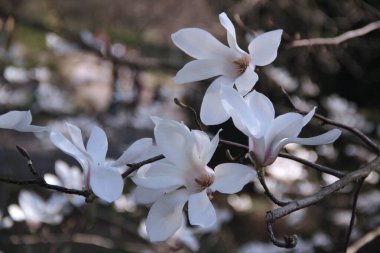 Bulanık arka planda dört büyük beyaz ve pembe çiçekli bir manolya ağacının çiçek açan dalı.