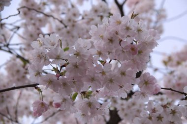 Açık pembe kiraz ağacının (sakura) tam çiçeklenme halindeki dalının yakın plan fotoğrafı parkta bulanık bir arkaplanda