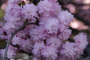 Çiçek açan leylak kiraz ağacı dalı (sakura) Bokeh 'in bulanık arka planına karşı 