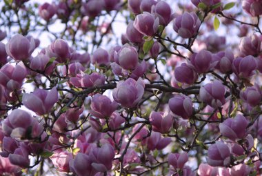 Parlak pembe bir manolyanın çiçek açan birçok dalının fotoğrafı bulanık bir arka planda, parkta yoğun bir şekilde büyük çiçeklerle kaplıydı.