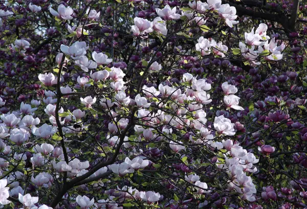 Photo of a flowering white-pink magnolia tree, densely covered with flowers, against a background of a bright purple magnolia tree