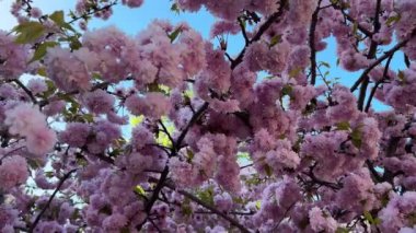 Rüzgarda sallanan parlak pembe kiraz ağacının (sakura) dallarının videosu.