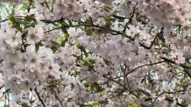 Rüzgarda sallanan açık pembe kiraz ağacı (sakura) dallarının videosu.