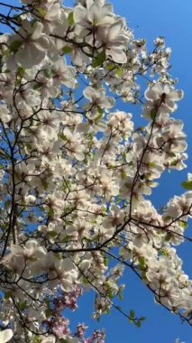 Tepeden tırnağa sallanan beyaz manolya ağacının dallarının dikey videosu.