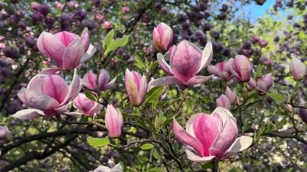 Vídeo Ramo Uma Árvore Magnólia Florescente Com Grandes Flores Rosa — Vídeo de Stock